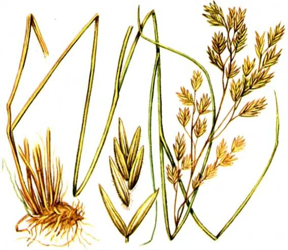 мятлик обыкновенный г аскарида лошадиная