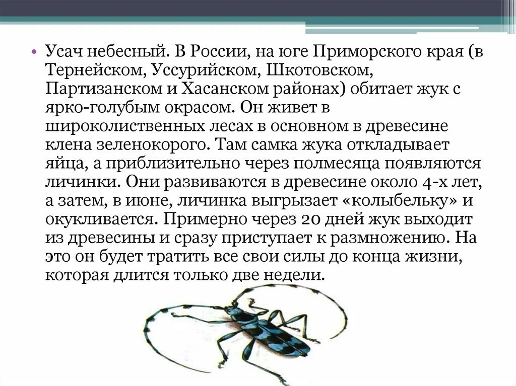 Какие отношения между осиной и усачем