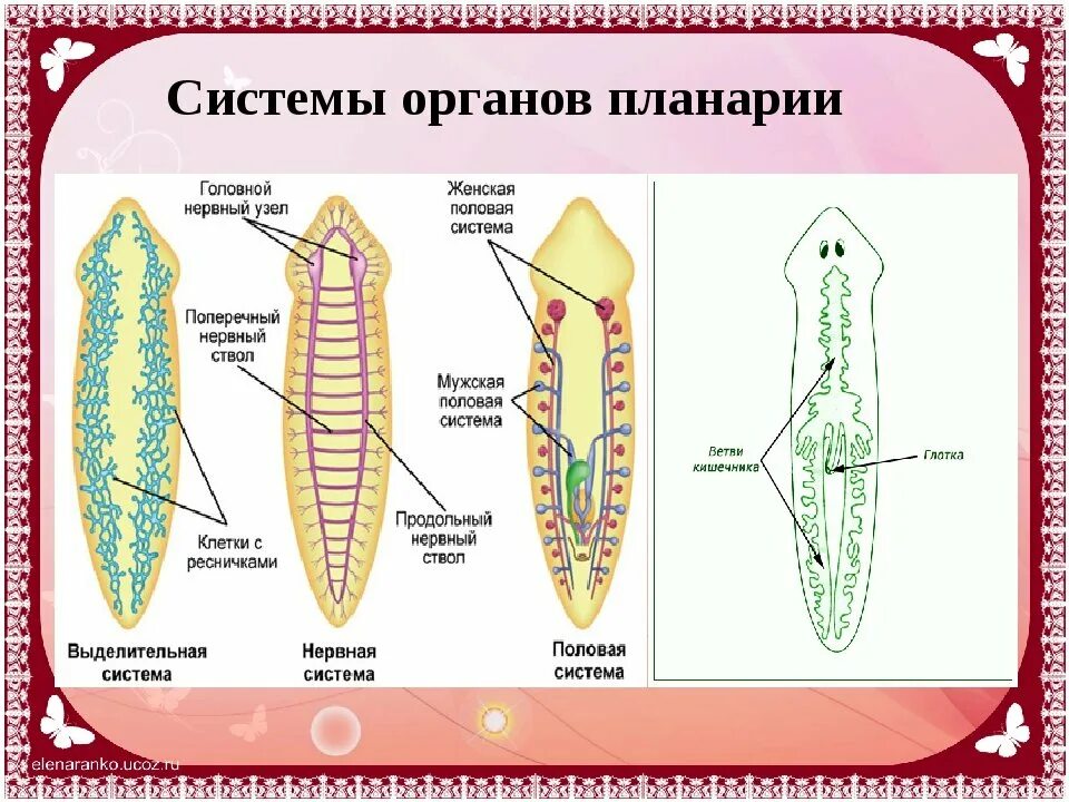 Какая часть белой планарии выполняет двигательную функцию. Системы органов плоских червей. Система органов белой планарии пищеварительная система. Пищеварительная система планврр белой. Пищеварительная система плоских червей схема.