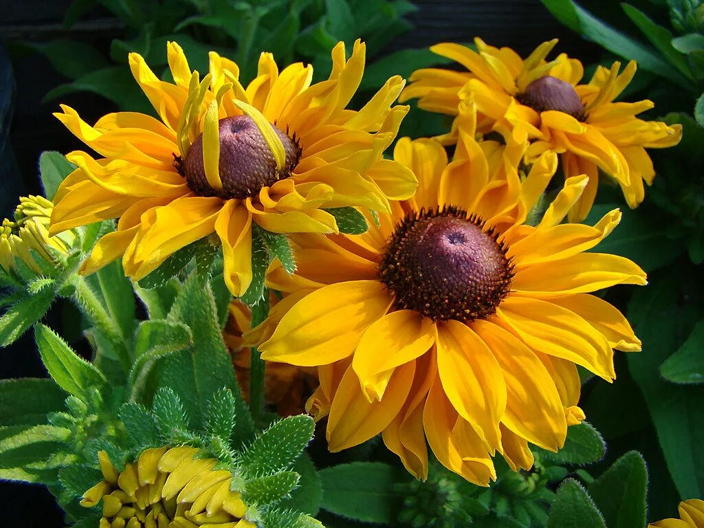 Рудбекия Вариабилис. Рудбекия волосистая (Rudbeckia hirta). Рудбекия глянцевитая. Рудбекия пурпурная. Рудбекия блестящая