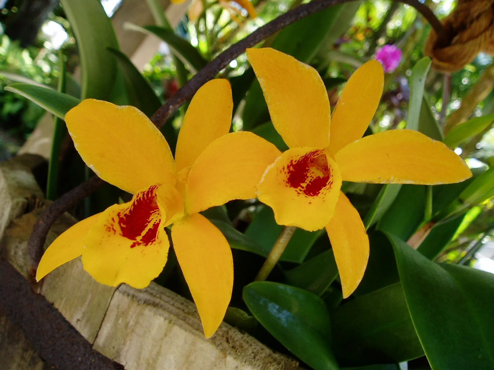 Фаленопсис эпифит. Фаленопсис Hawaii. Тропическая Орхидея эпифит. Фаленопсис джунгли.
