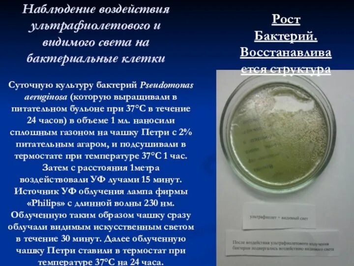 Влияние давления на микроорганизмы. Влияние давления на микроорганизмы