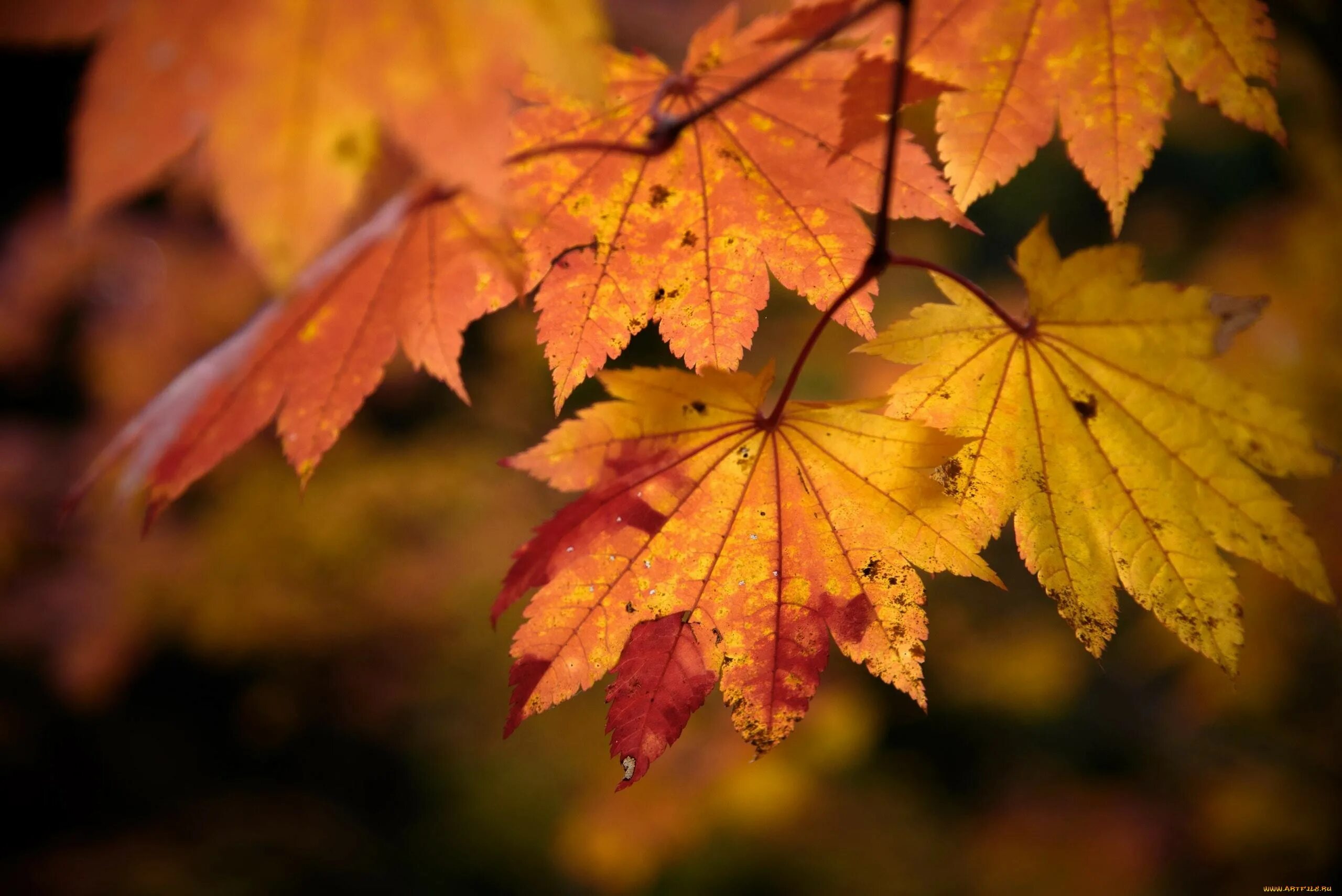 Стихи про осенние листья. Текст песни кленовый лист. Клен и кленовый лист. Осенний кленовый лист. Клен осенью.