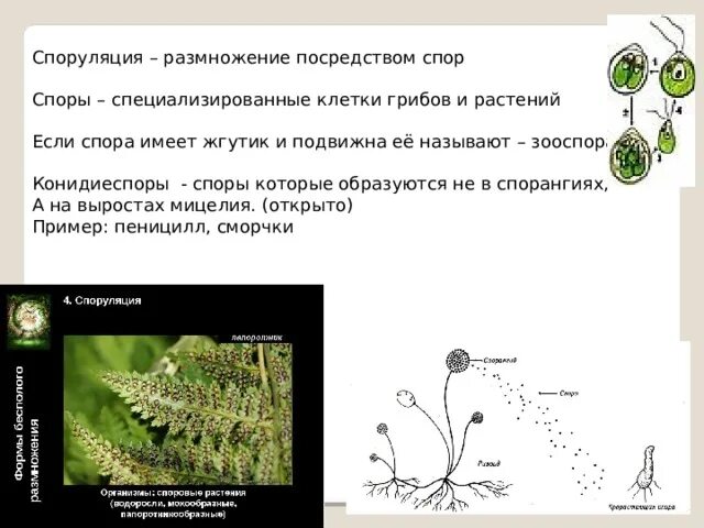 Размножение с помощью спор половое размножение. Споруляция бесполое размножение. Спорообразование бесполое размножение. Размножение спорами. Размножение спорами у растений.