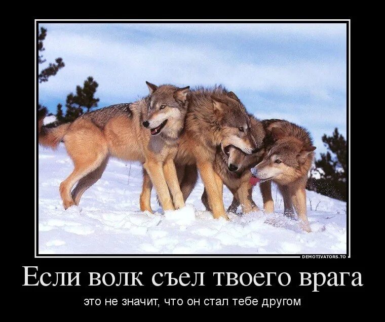 Даже враги становятся друзьями. Шутки про волка. Волк демотиватор. Шутки про Волков. Если волк съел твоего врага.