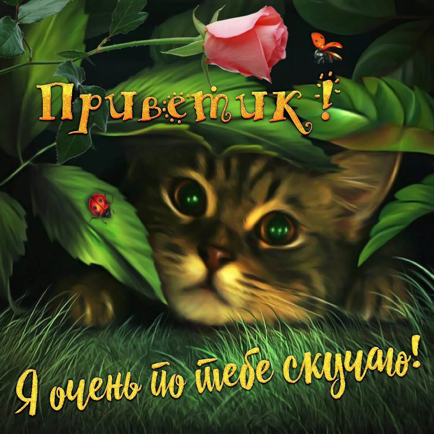 Здравствуй соскучился. Любимому котику. Крошка ши грабли. Красивые картинки с надписями. Я скучаю по тебе гиф.