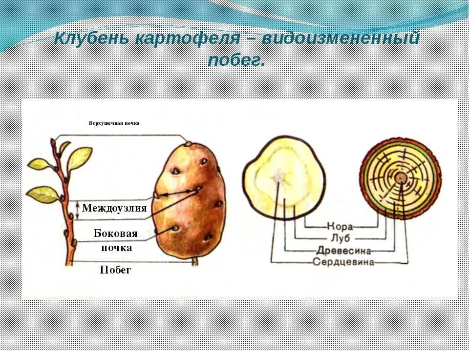 Видоизменение побега клубень строение. Клубень подземный побег строение. Видоизменения побегов клубень картофеля. Видоизменение побегов луковица строение. Клубень картофеля и ус земляники