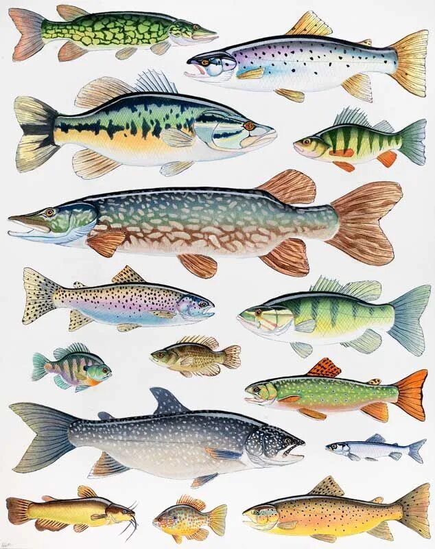 Пищевое отношение между щукой и речным окунем. Речные рыбы. Рыбы России. Пресноводные рыбки. Озерные рыбы.