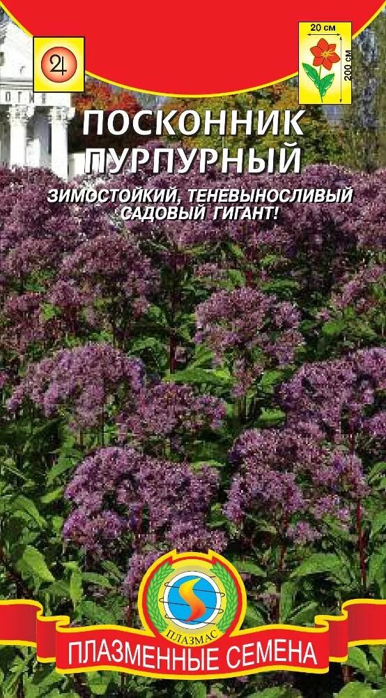 Посконник пурпурный. Посконник семена. Посконник Атропурпуреа. Посконник семенами. Посконник купить семена