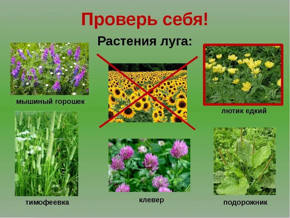 Какие из растений нельзя увидеть на лугу. Растения луга подорожник. луговые растения 4 класс окружающий мир. растения растущие на лугу. растения которые растут на лугу.