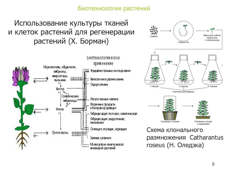 Схема получения культуры ткани растительных клеток. Микроклональное размножение растений схема. Размножение растений культурой тканей. Выращивание растений методом культуры клеток и тканей. Выведение чистой линии растений