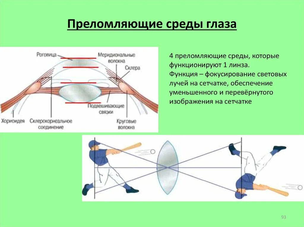 Преломляющие среды глазного яблока. Перечислите преломляющие среды глаза. Преломляющие среды глаза функции. Оптические среды глаза преломляющие.