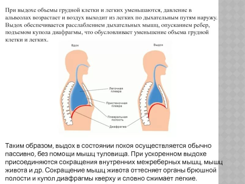 Почему выходит воздух через. Объем легких при выдохе. Уменьшение объема легких. Уменьшение объема легких при выдохе обусловлено. Мышца, сокращающаяся при выдохе.