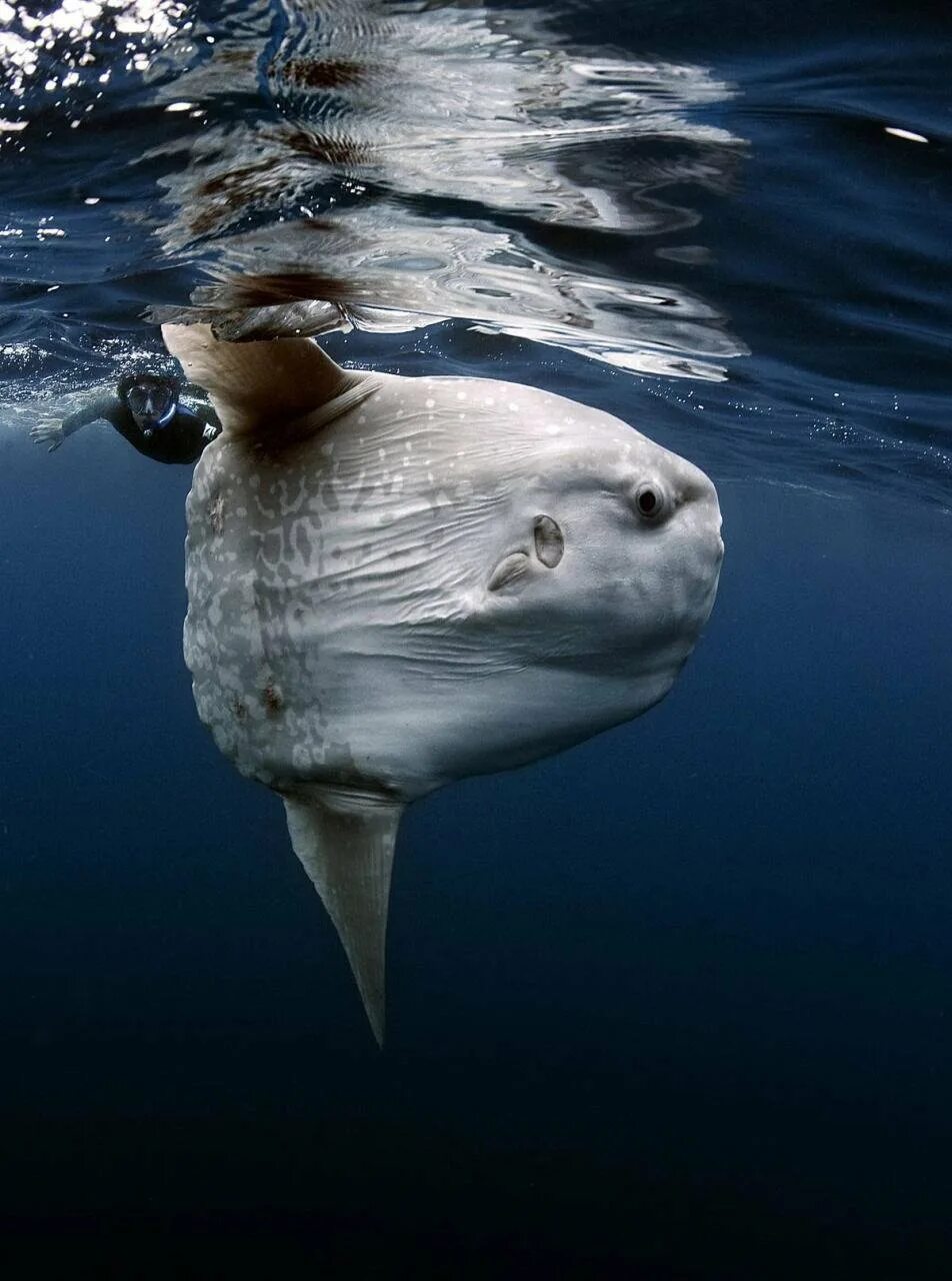 Обыкновенная Луна-рыба Mola Mola. Рыба Луна мола мола. Океанская Солнечная рыба (Mola Mola). Моло моло рыба.