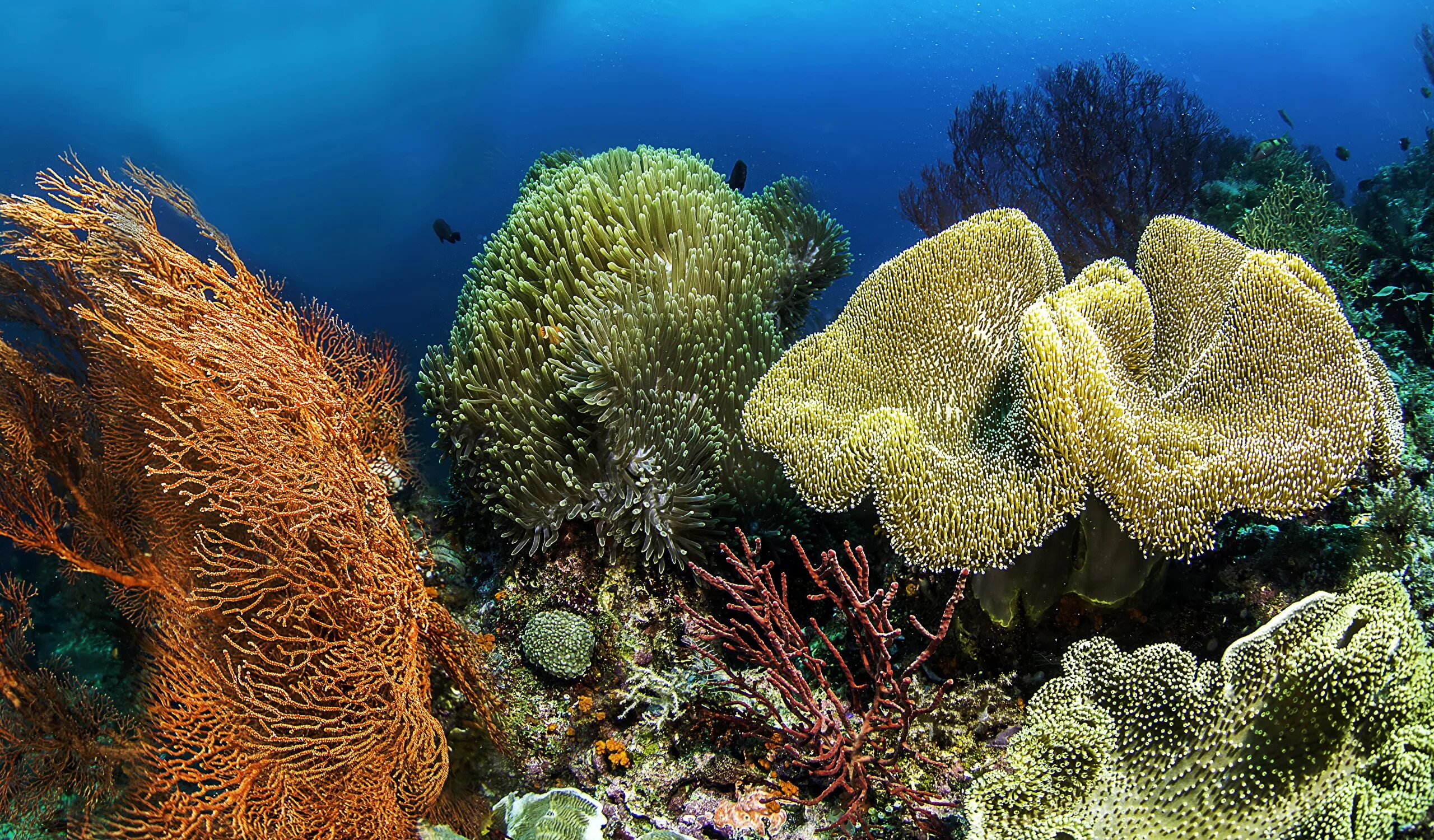 Подводный мир кораллов. Коралл мозговик красного моря. Коралловые полипы Тихого океана. Барьерный риф в тихом океане. Морские губки на большом барьерном рифе.