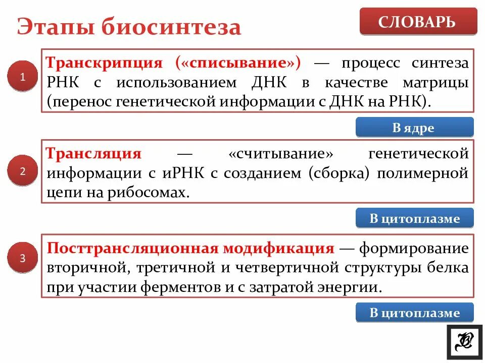 4 этапы синтеза белка. Этапы синтеза белка 10 класс. Этапы биосинтеза белка трансляция транскрипция трансляция. Этапы трансляции биосинтеза белка. Транскрипции в процессе биосинтеза белка?.