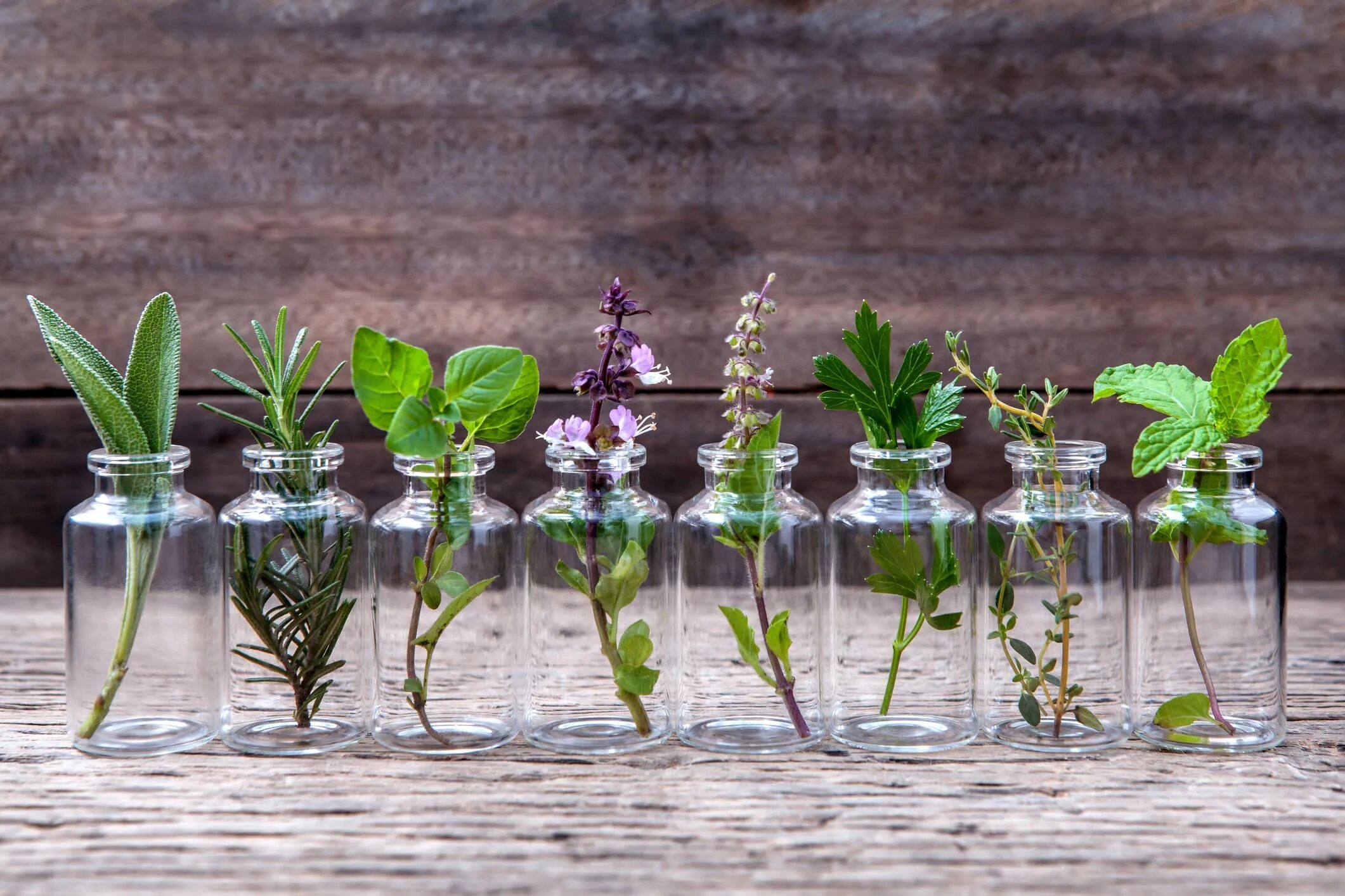 Provided plants. Шалфей и мята. Мята шалфей розмарин комнатные растения. Микрозелень мята. Ифиро масленные растения.