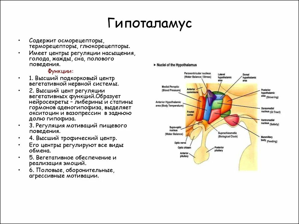 Передний мозг центр регуляции. Анатомические структуры гипоталамуса. Гипоталамус строение и расположение. Промежуточный гипоталамус функции. Функции отдела гипоталамуса.