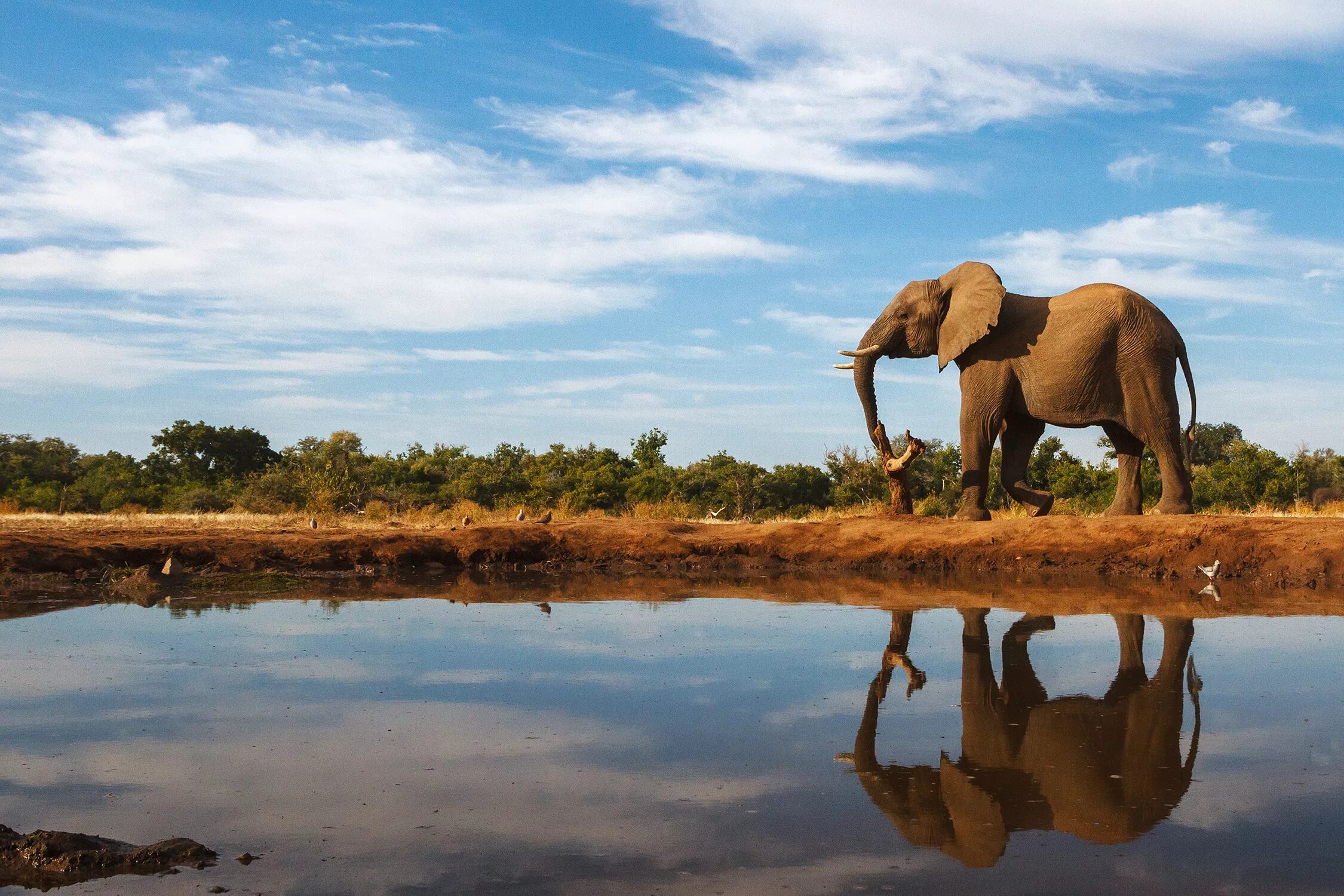 Elephant river. Водопой в Африке. Водопой в саванне. Водоемы Африки. Слон и пейзаж.