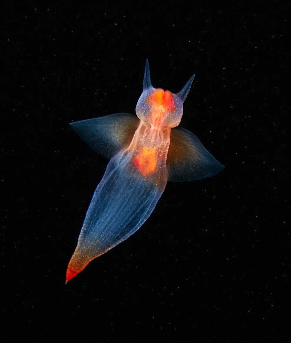 Глубоководные обитатели океана. Морской ангел (моллюск). Морской ангел крылоногий. Морской ангел брюхоногий моллюск. Клион морской ангел.