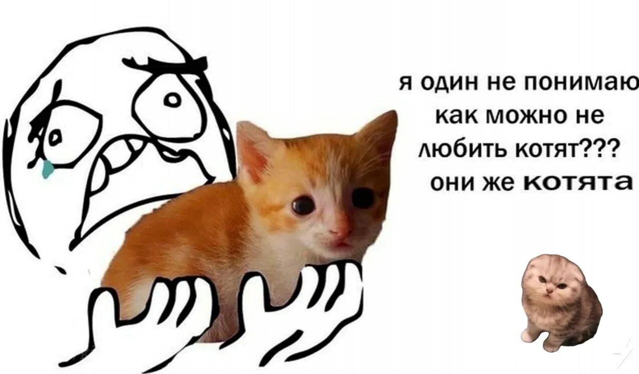 Мемы про котят. Мемы с котиками. Кот Мем. Мемы с котятами. Мемы про котиков.
