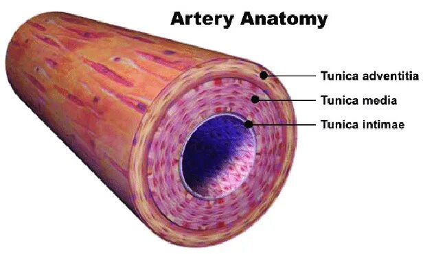 Трубчатый орган 5. Tunica Media artery. Tunica arteriae анатомия. Туника адвентиция.