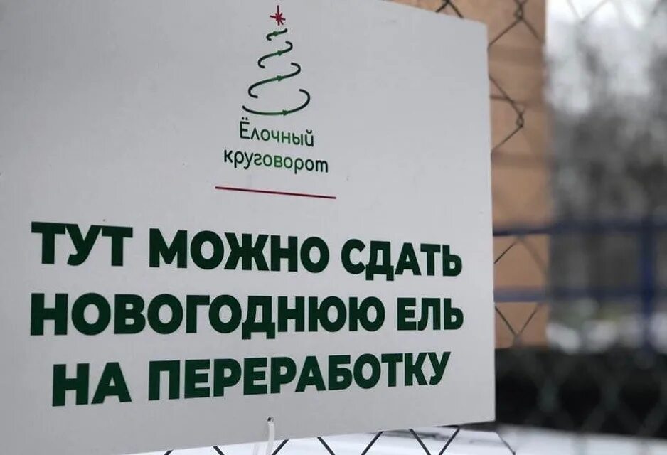 место для сбора елок. сдавать новогодние елки в переработку. пункты приема елок в москве 2024. фокс сад дегунино. елка в москве 2023.