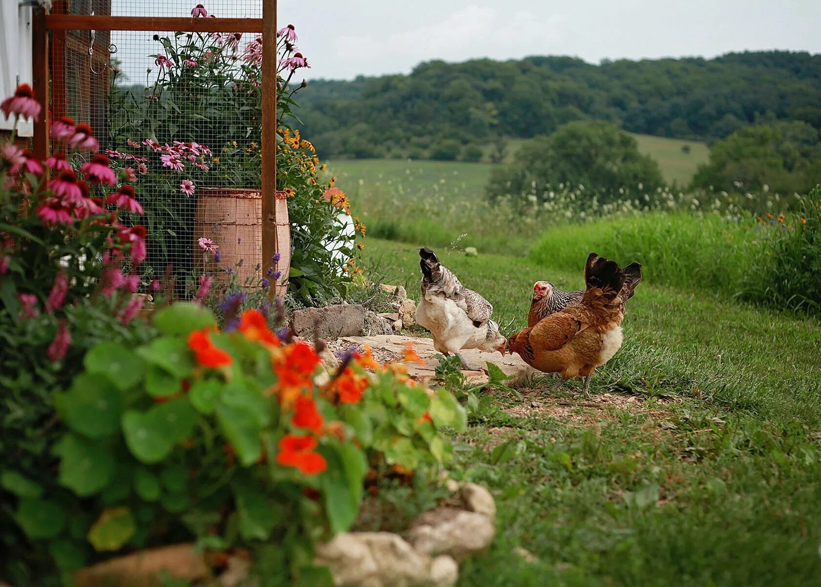 Куром обои. Курочки в деревне. Куры на даче. Деревенский курятник. Деревенские куры.