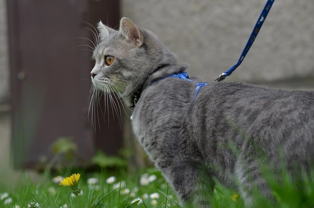 Кошечка гуляет. Кот поводырь. Коты на поводке. Поводок для кошек. Кошка на прогулке.