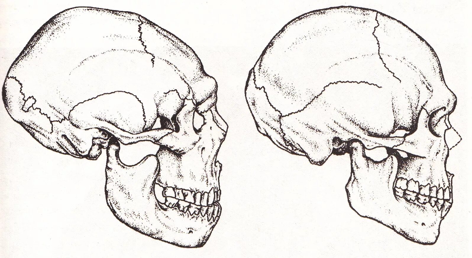 Череп неандертальца и сапиенса. Череп неандертальца и кроманьонца. Неандерталец строение черепа. Развитый подбородочный выступ череп