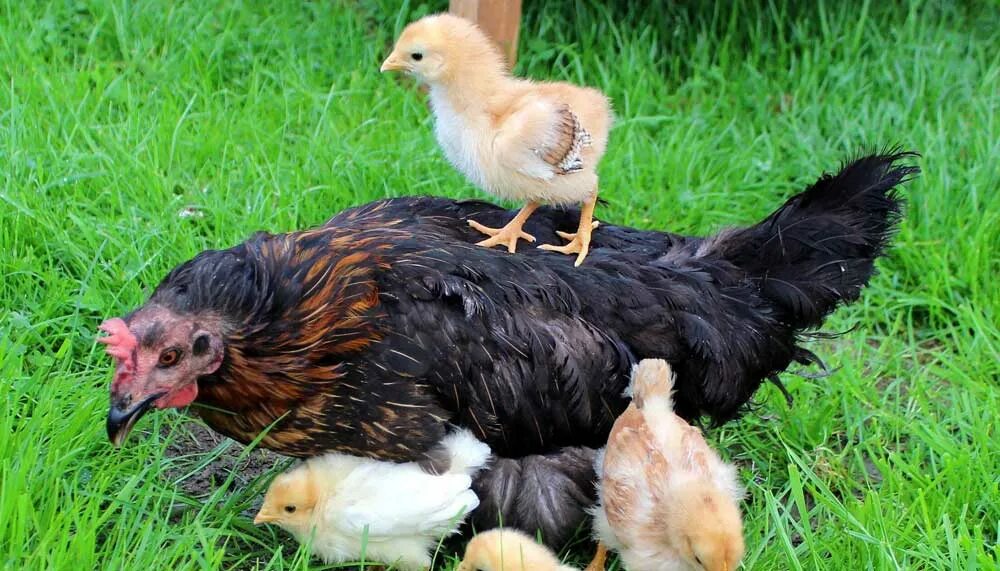 Размножение куриц. Цыплята от домашних кур. Клушка наседка. Детёныш куры. Цыплята домашние фото.