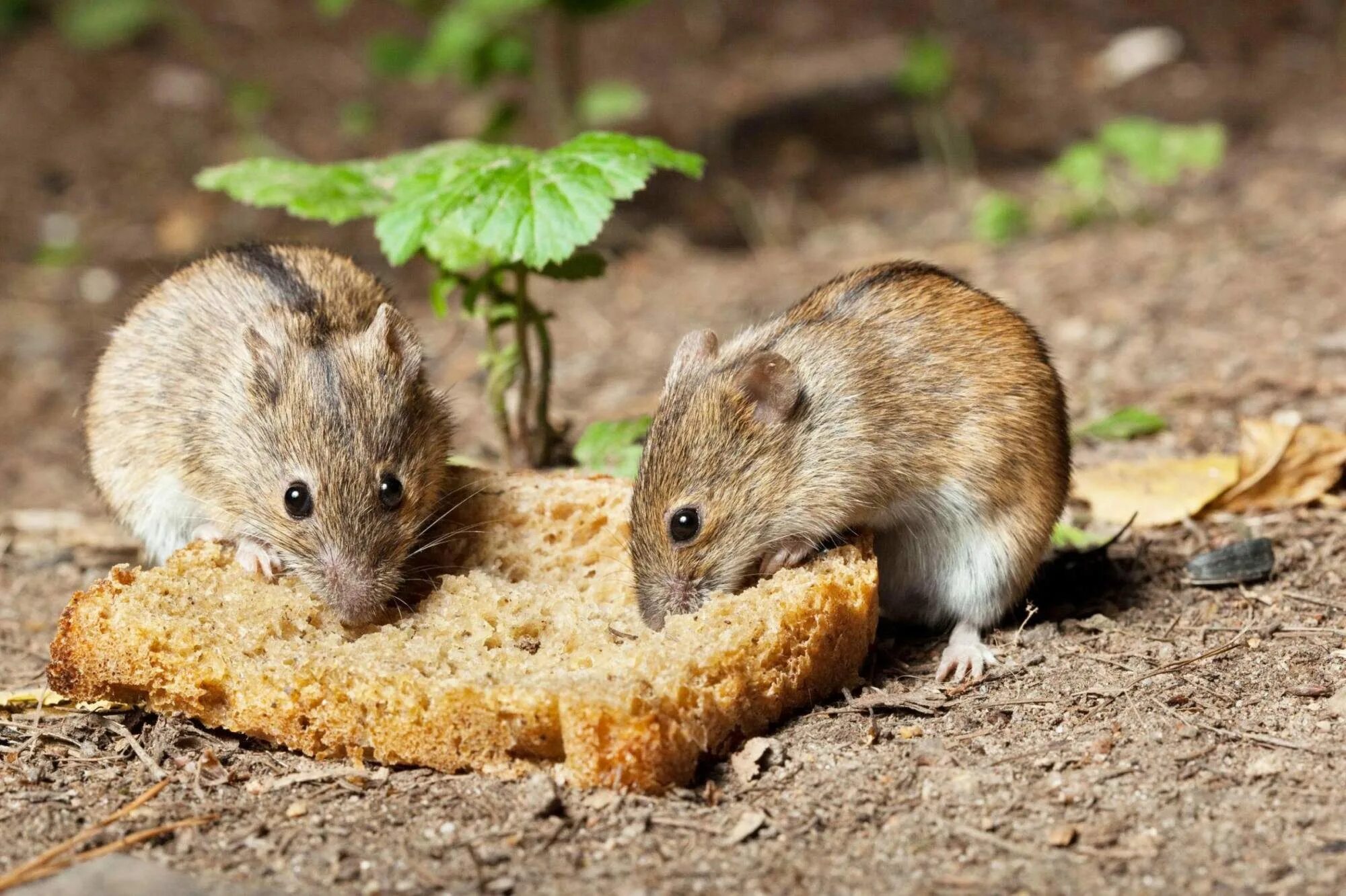 Мыши на участке. Полевая мышь Apodemus agrarius. Полевая крыса и Полевая мышь. Полевка Полевая. Что едят мыши полевки.