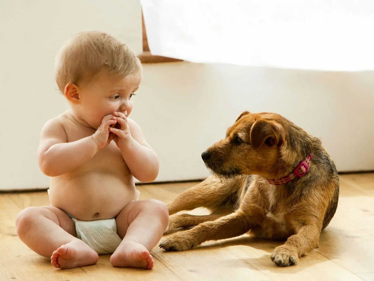 Make pets