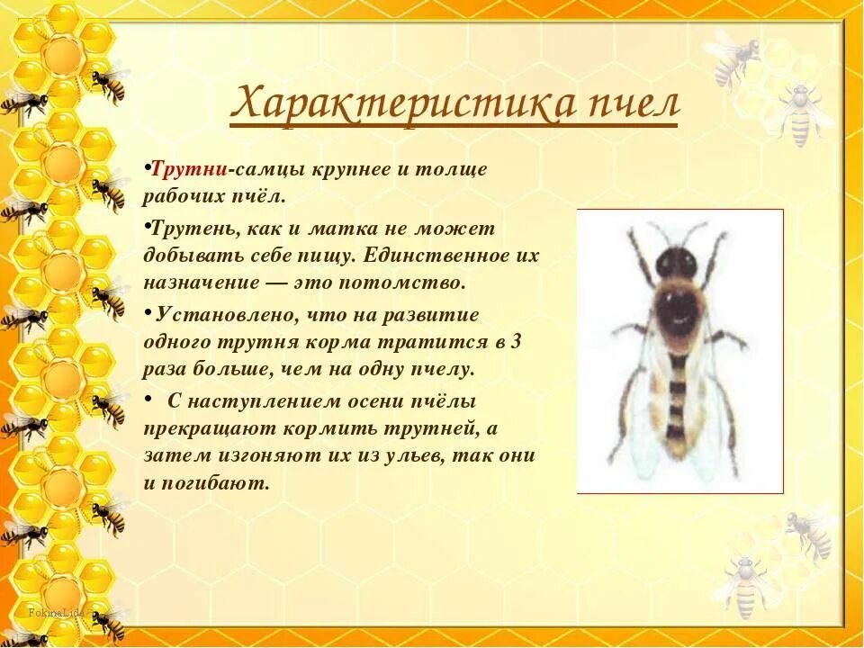 Почему пчелы относятся к насекомым. Пчела медоносная Тип развития. Информация о пчелах для детей. Пчелы кратко. Общая характеристика пчел.