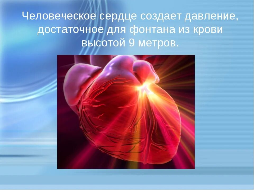 Сердце работает всю жизнь