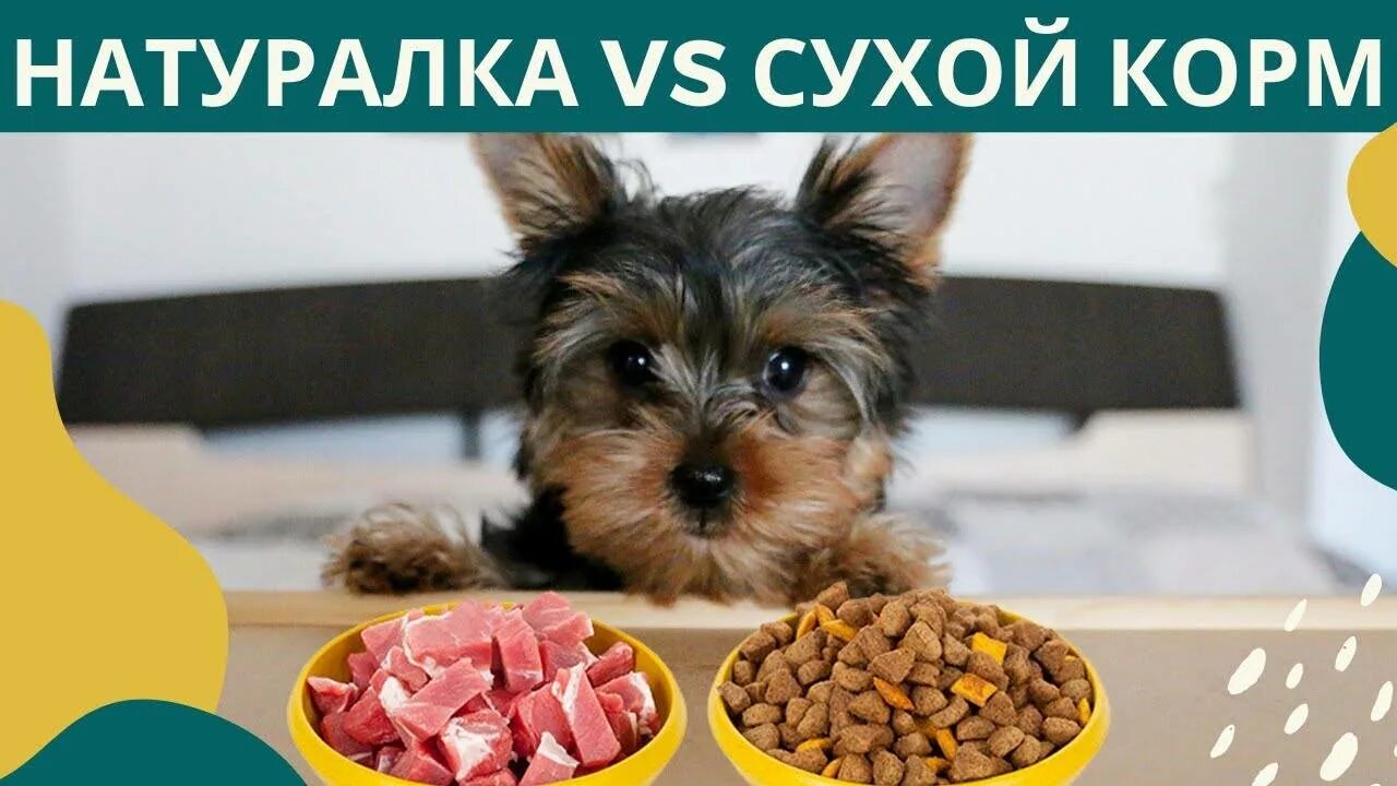 Натуралка для йорка. Система питания барф для собак. Натуралка для йорка. Натуральный корм для йорка. Еда для йорков.
