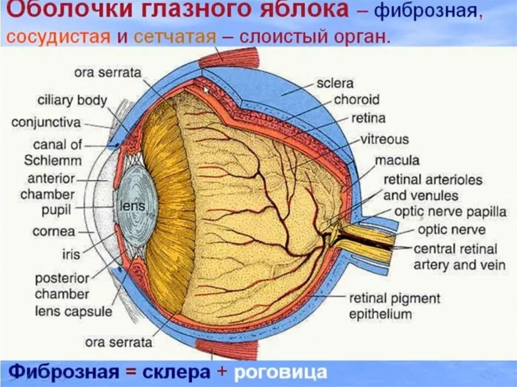 Ora serrata анатомия глаза. Строение оболочек глазного яблока. Фиброзная оболочка глазного яблока анатомия. Ядро глазного яблока анатомия. Наружная оболочка латынь