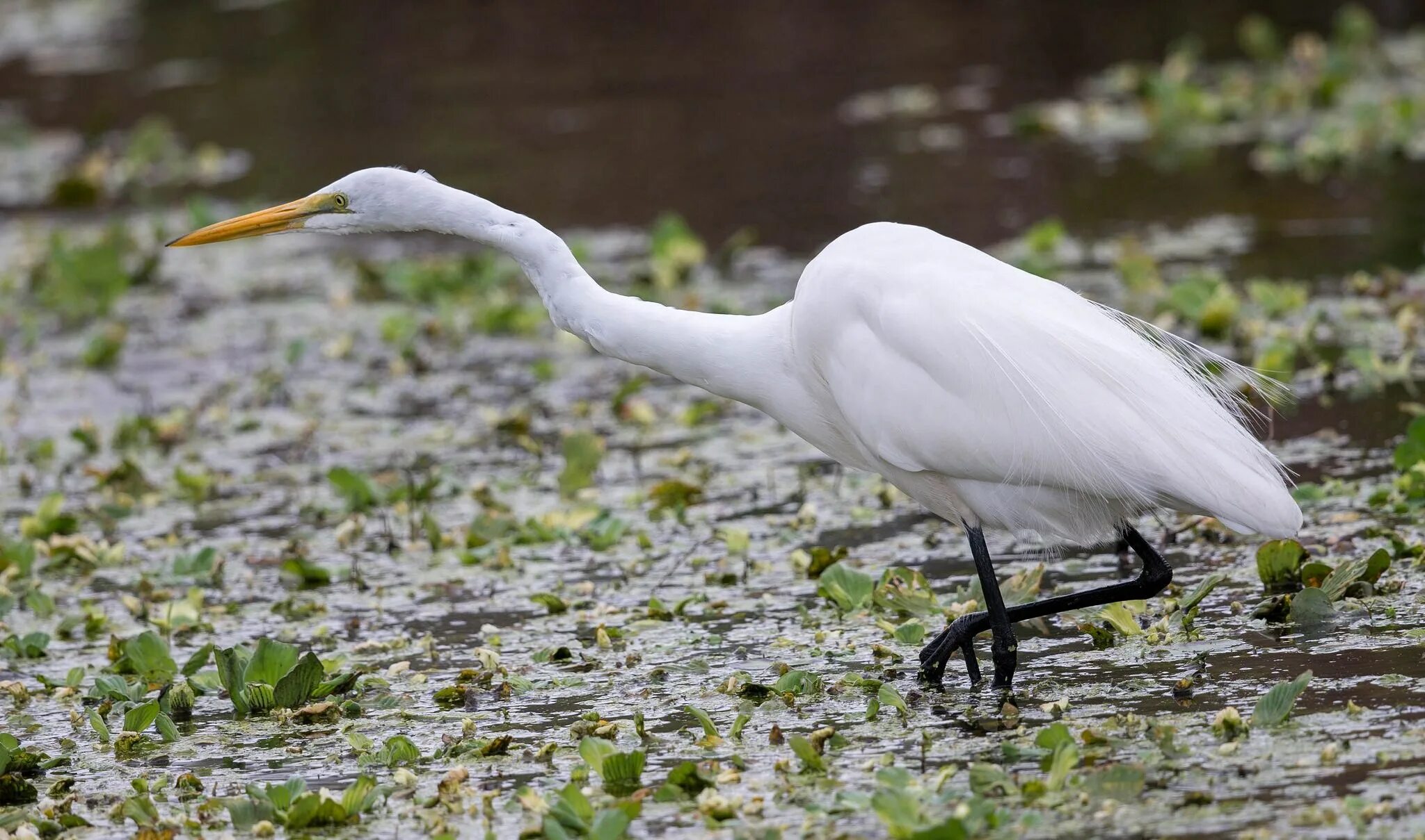 Содержание белая цапля. Большая белая цапля (ardea alba). белая цапля красная книга. большая белая цапля красная книга. белая цапля сахалин.