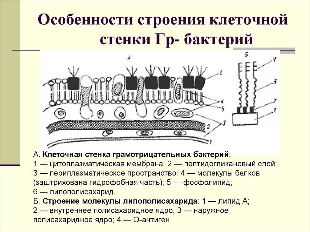 Строение клеточной стенки бактерий. Особенности строения клеточной стенки клетки. Особенности клеточной стенки бактерий. Строение кл стенки грамотрицательных бактерий.