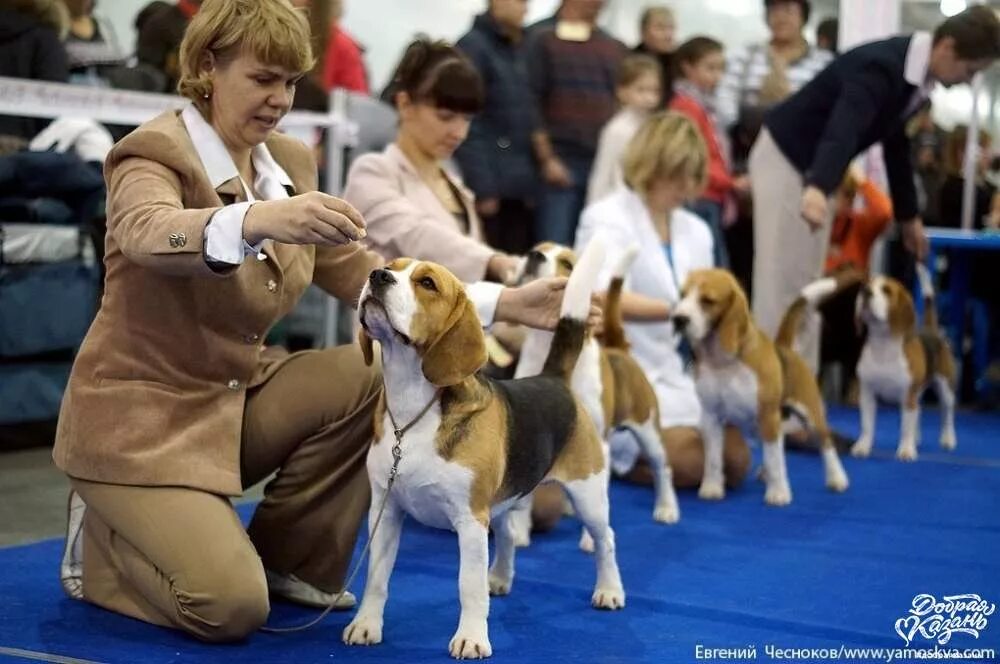 Кто был с собакой в крокусе. Крокус Экспо выставки собак. На выставке собак. Выставочные собаки. Выставка собак в Москве.