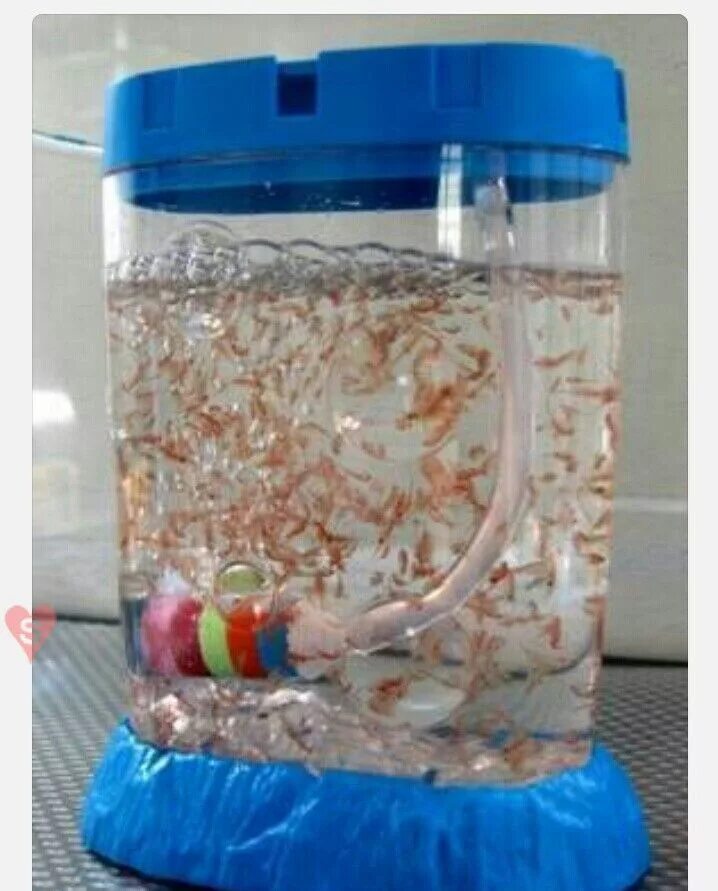 Sea-Monkeys - Wikipedia
