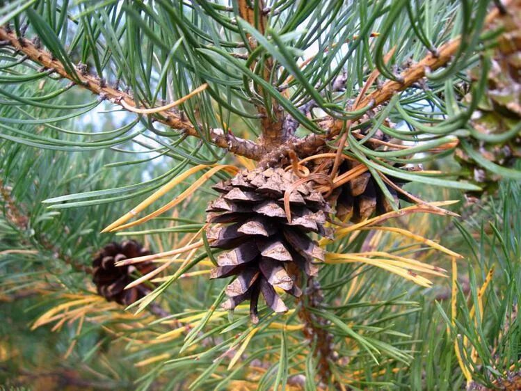 Плоды сосны. Плод ели сосны. Ель европейская (pícea abies). Сосна пиния шишка. Ель обыкновенная хвоинки.