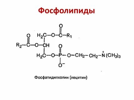 Фосфолипиды это