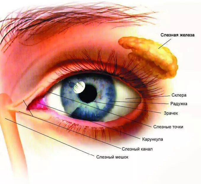 Нижний конъюнктивальный мешок. Строение глаза слезное мясцо. Слезная железа и слезный мешок. Нижний конъюнктивальный мешок глаза.