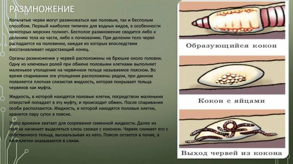 Развитие с метаморфозом дождевой червь. Размножение дождевых червей схема. Размножение кольчатых червей. Размножение кольчецов. Кольчатые черви размножение.