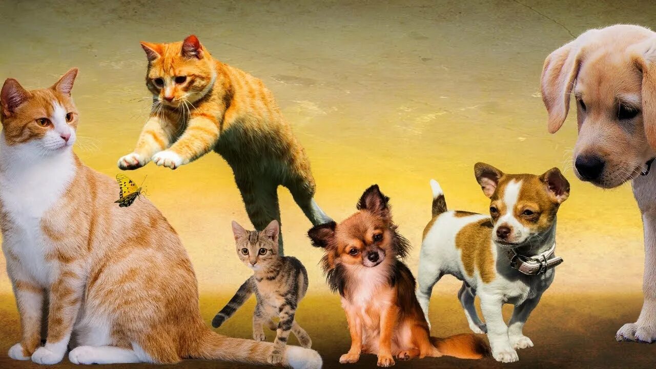 Dog and cat playing. Животные вместе. Животные кошки и собаки. Красивые собаки и кошки. Самые красивые кошки и собаки.