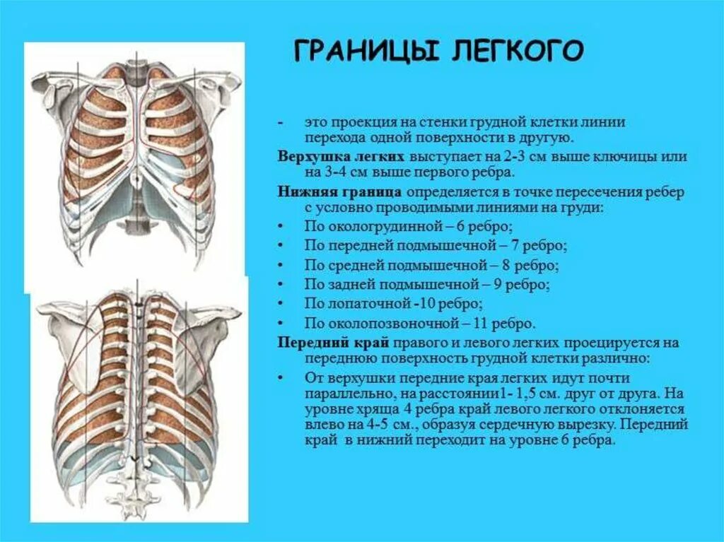 Границы легкого по ребрам. Верхняя граница легких спереди находится. Легкие топография скелетотопия. Границы грудной клетки топографическая анатомия.