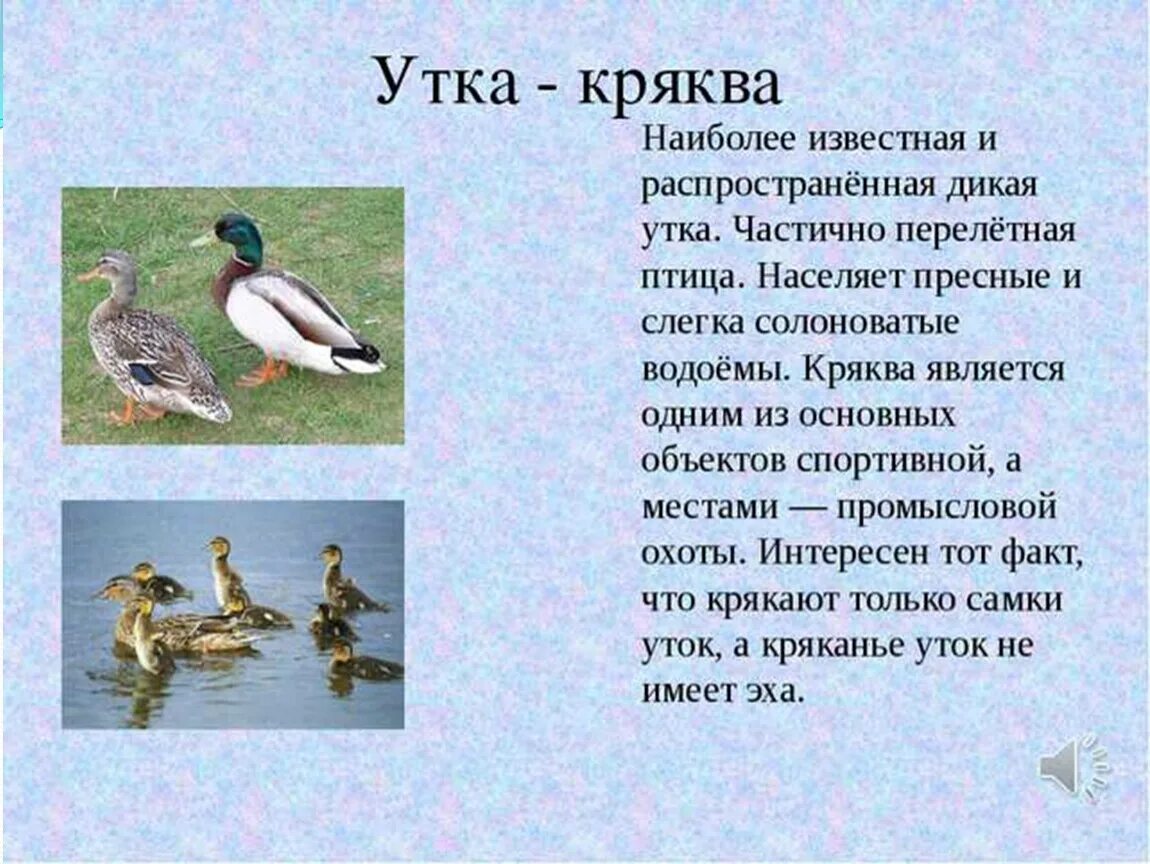 Раз два птицы. Утка водоплавающая птица кряква. Утка кряква перелётная птица. Утка кряква описание кратко. Описание птиц.