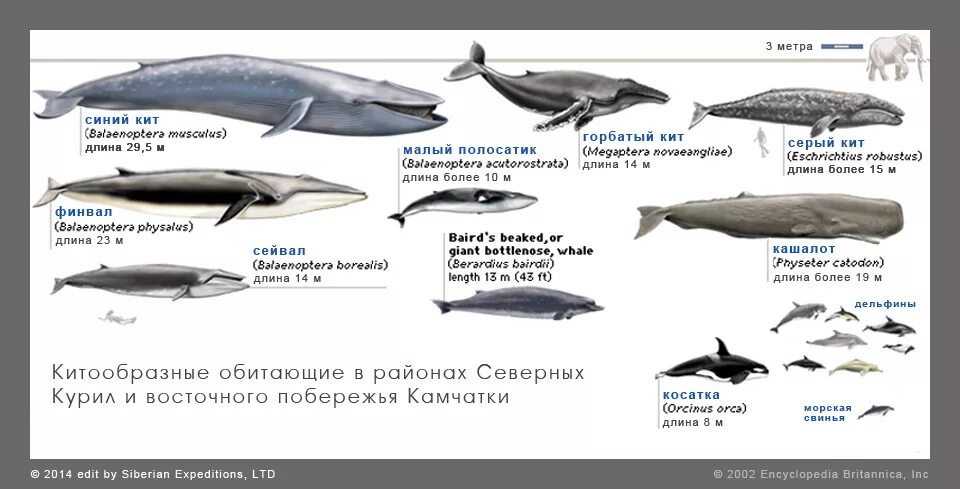 Сравнение размеров рыб. Отряд китообразные систематика. Систематика синего кита. Голубой кит максимальная длина. Систематика китообразных схема.