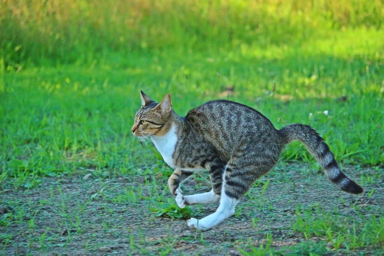Котик быстро. Кот бежит. кошка бегает. котик убегает. быстрый кот.
